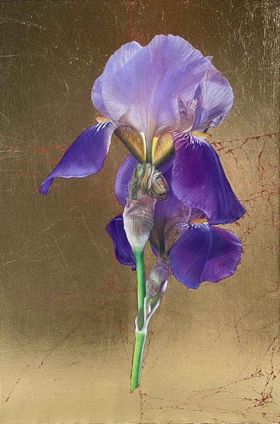 Bearded Iris, 2023 – Botanical oil painting with 24 carat gold leaf, 46 x 30 cm – Ginny Page